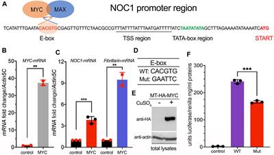 NOC1 is a direct MYC target, and its protein interactome dissects its activity in controlling nucleolar function